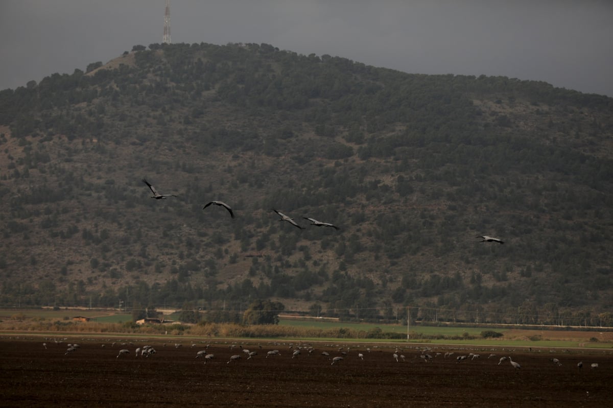 הטבע המרהיב בשמורת אגמון החולה • תיעוד