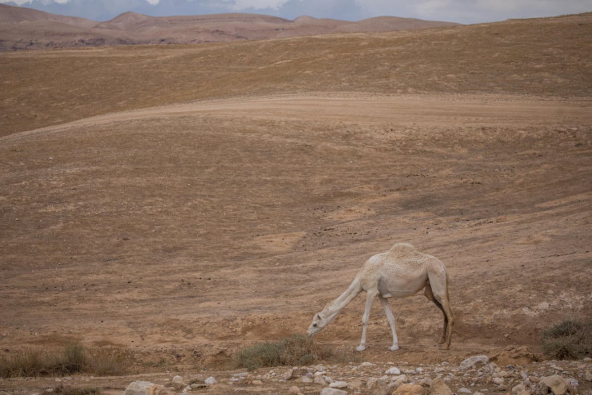 ציידי השיטפונות יצאו למדבר יהודה •  גלריה