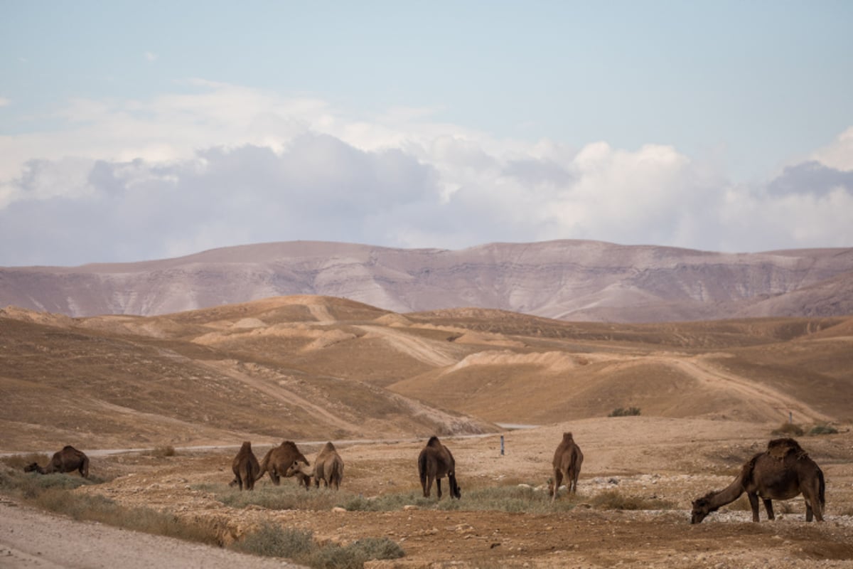 ציידי השיטפונות יצאו למדבר יהודה •  גלריה