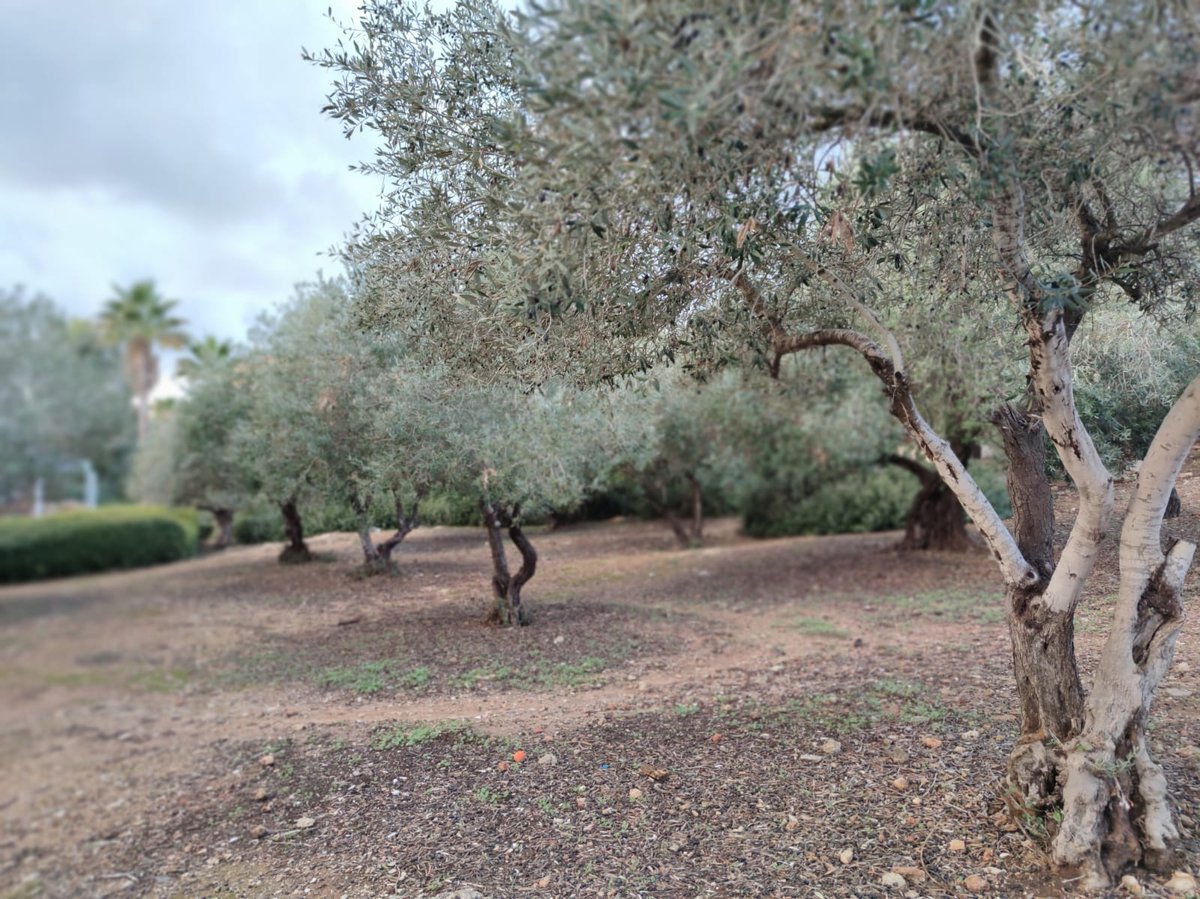 זכרון יעקב בחורף: מ'גריינמן' עד הטיילת • צפו