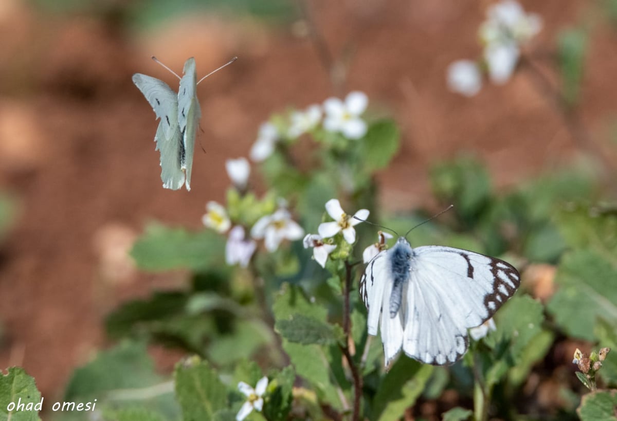 סיור מצולם מרהיב בנופי בקעת הירדן. תיעוד