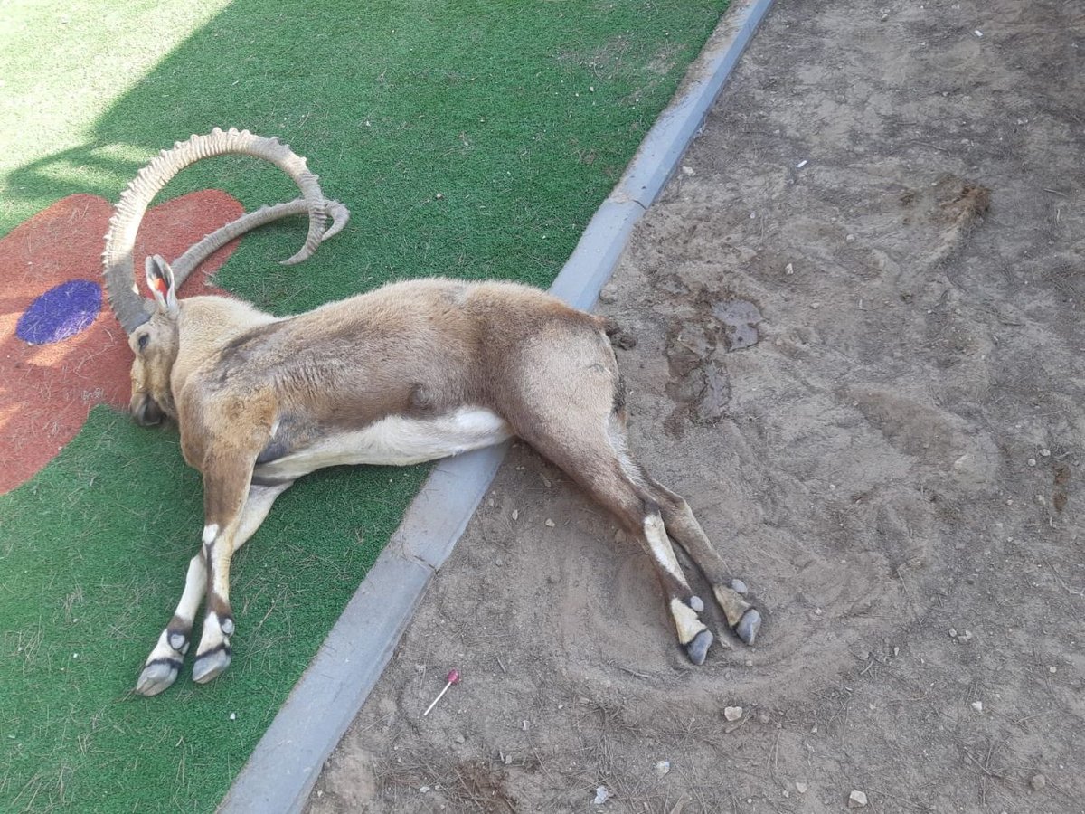 מצפה רמון: ארבעה יעלים נמצאו מתים