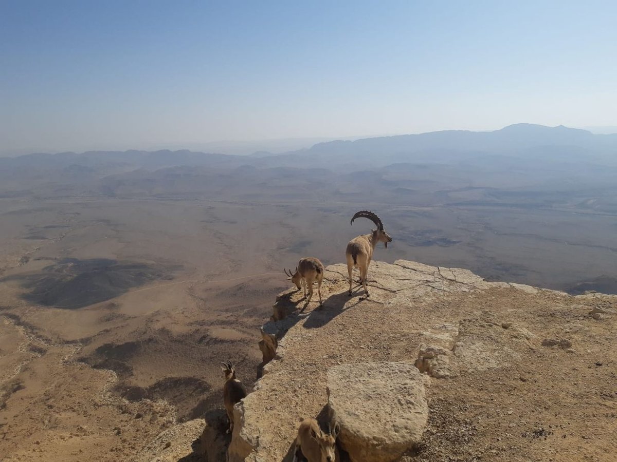 מצפה רמון: ארבעה יעלים נמצאו מתים