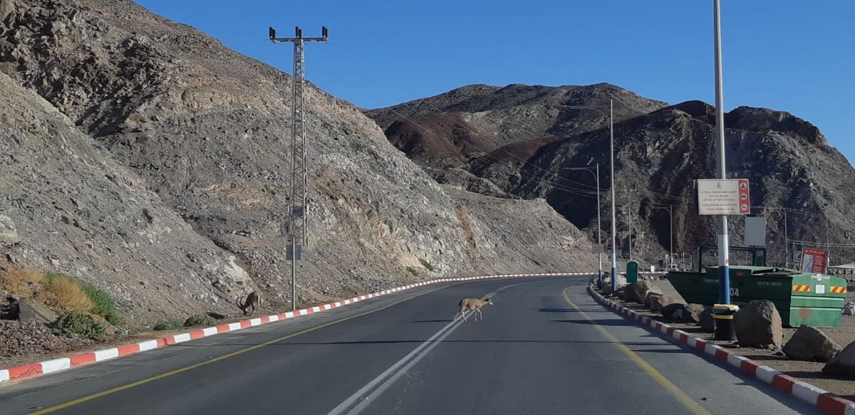 יעלים תועדו בכביש 90; צפו בתיעוד המיוחד