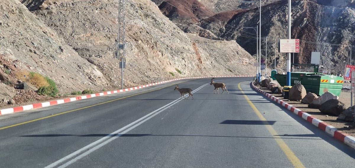 יעלים תועדו בכביש 90; צפו בתיעוד המיוחד