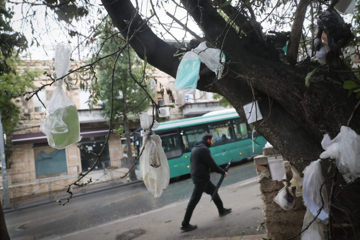 מדוע העץ "מקושט" בעשרות שקיות תלויות