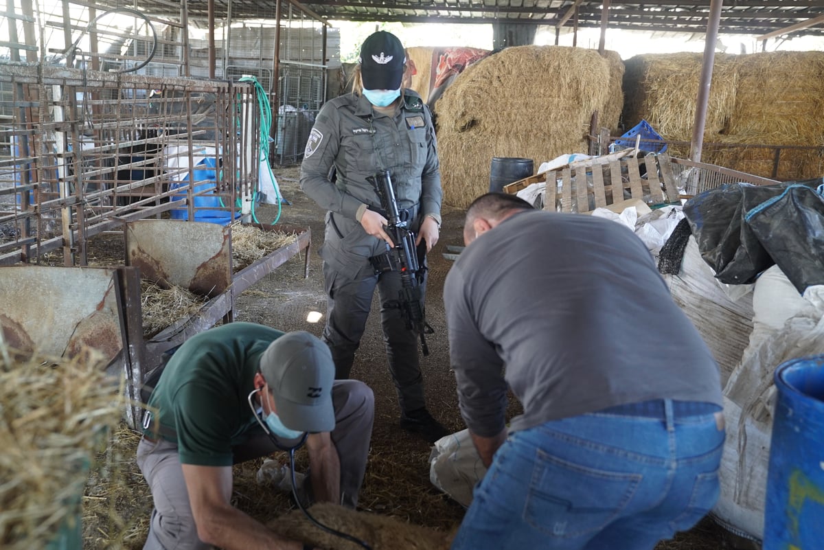 לוד: ארבעה עצורים על החזקת בעלי חיים שלא כחוק