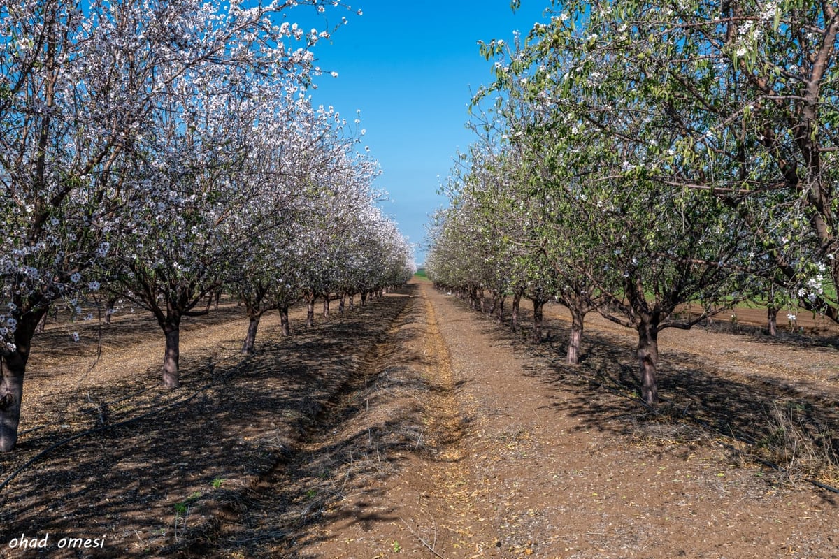 רגע לפני הסערה: תמונות טבע מהגולן • צפו