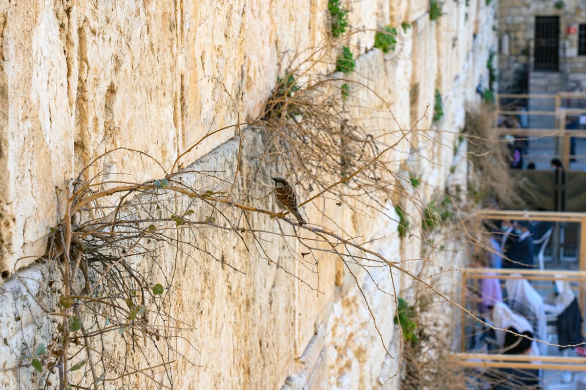 כך שומרים על בריאות אבני הכותל המערבי