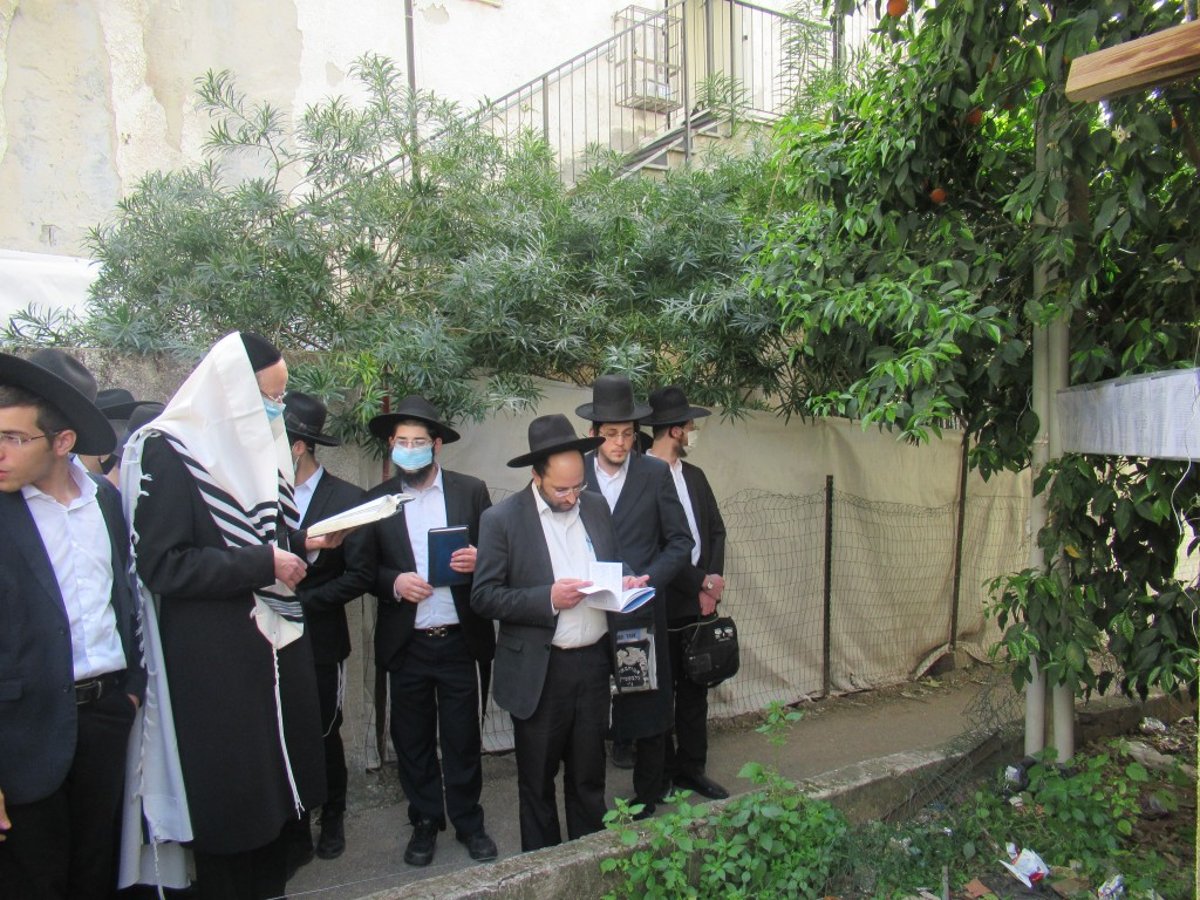 ברכת האילנות בישיבת קרית מלך • תיעוד