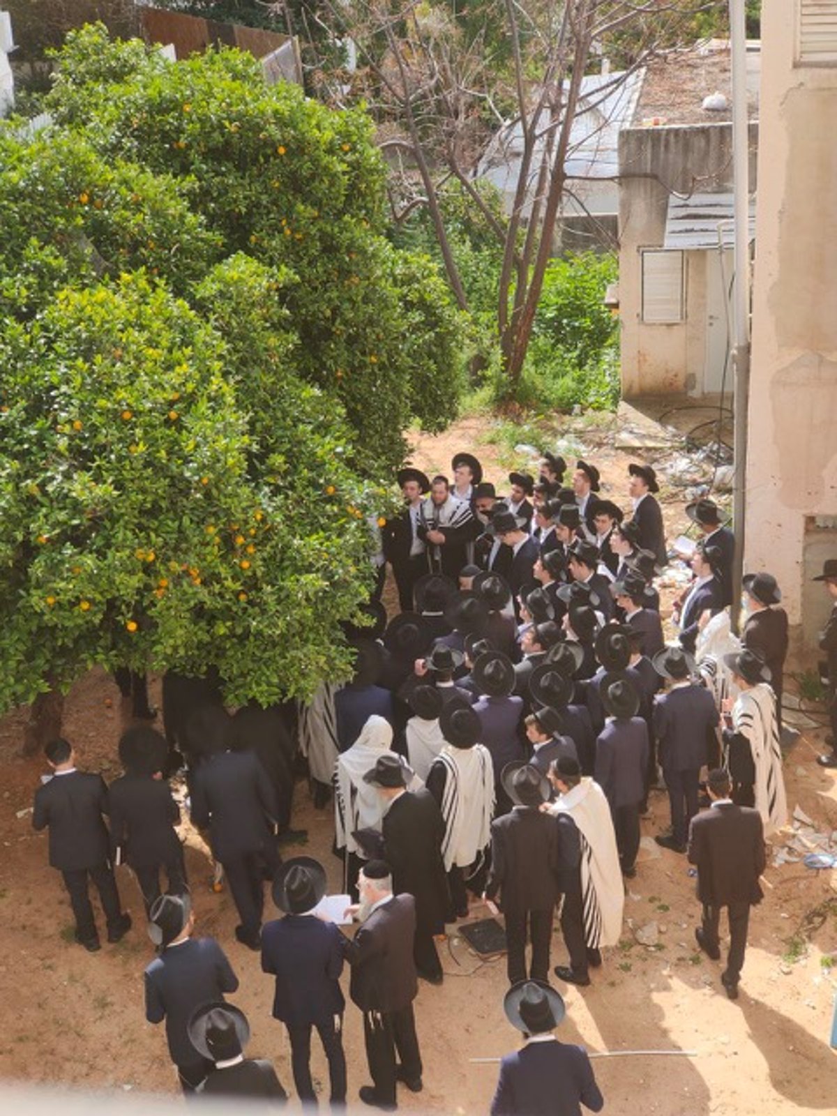 רה"י וחבר 'המועצת' הגאון רבי אברהם יצחק קוק בברכת האילנות