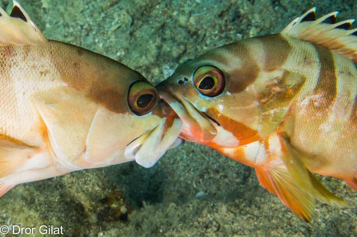 זוג דקרים נלחמים על טריטוריה בים סוף, השנה