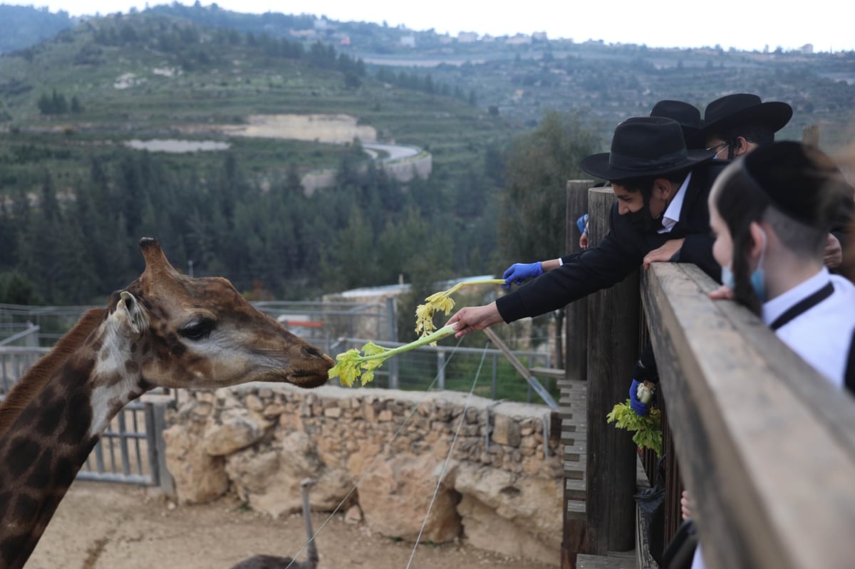 גן החיות התנ"כי - בפסח; תיעוד נדיר ומיוחד