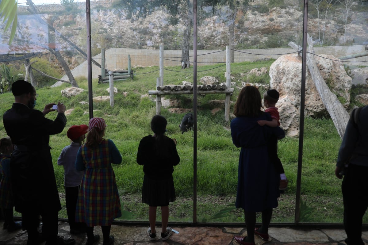 גן החיות התנ"כי - בפסח; תיעוד נדיר ומיוחד