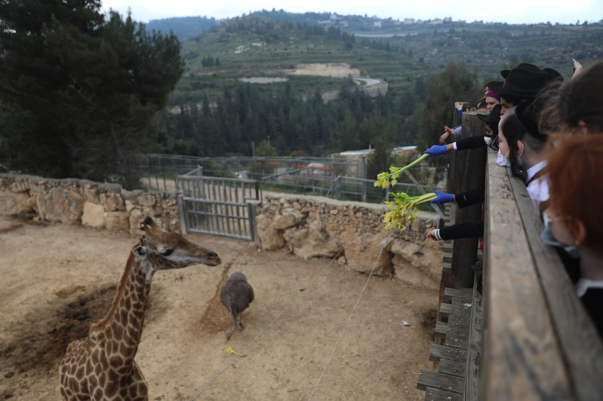 גן החיות התנ"כי - בפסח; תיעוד נדיר ומיוחד