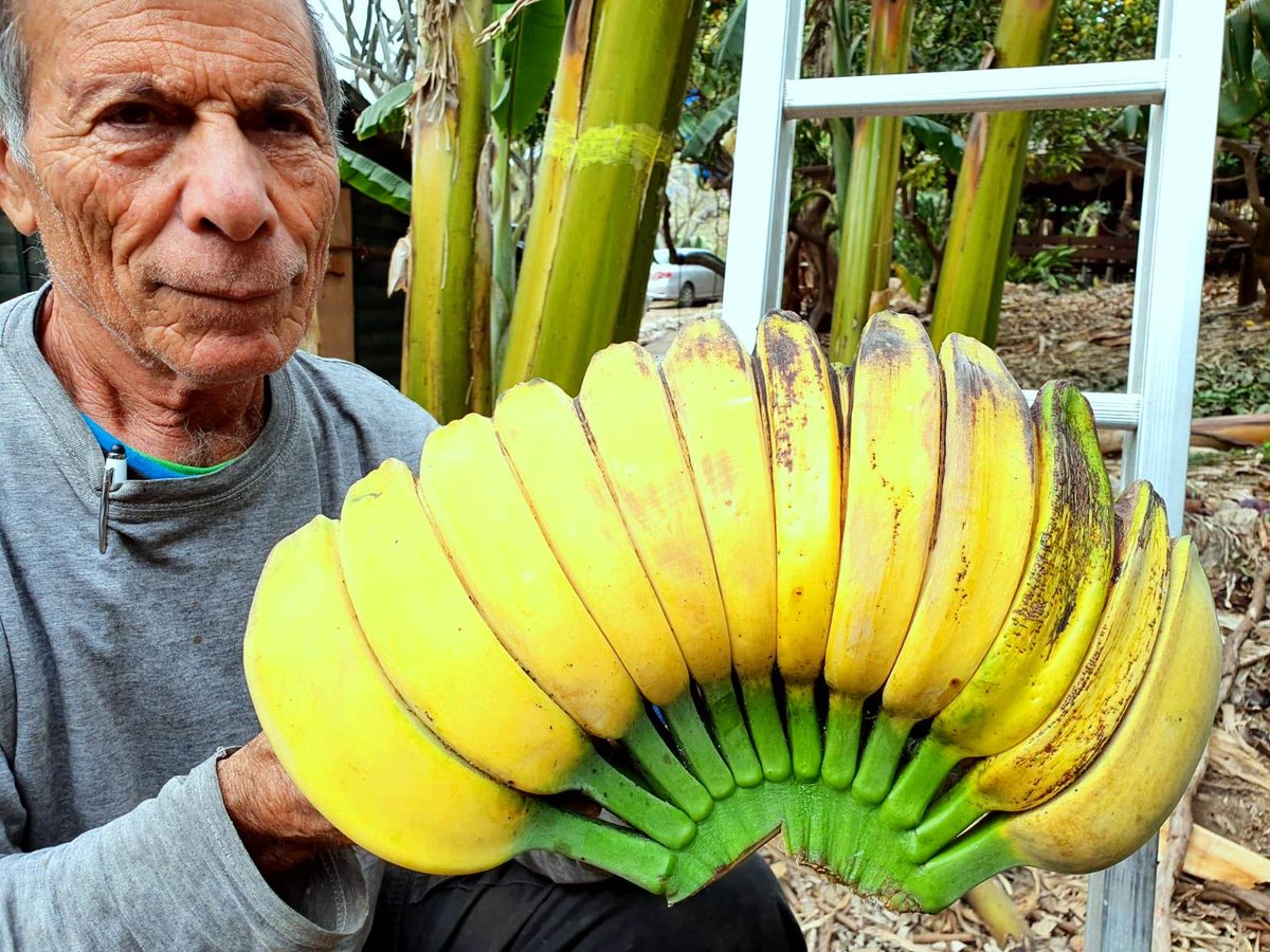 אברהם חסידים בבוסתן