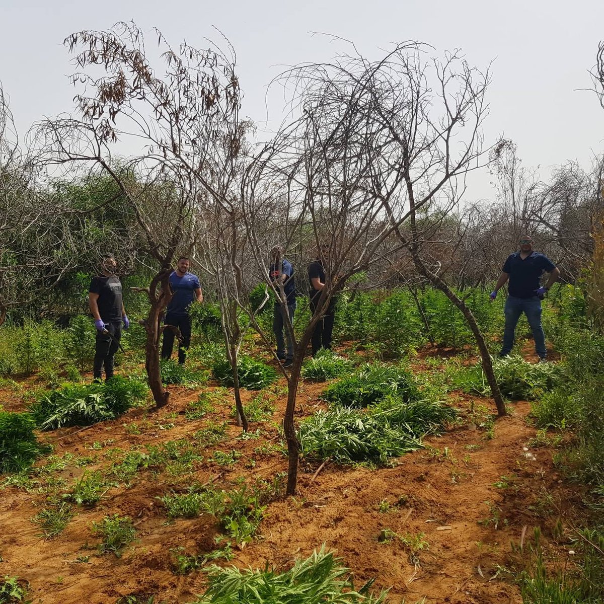 בשטח פתוח: נתפסו חלקות אדמה לגידול סמים