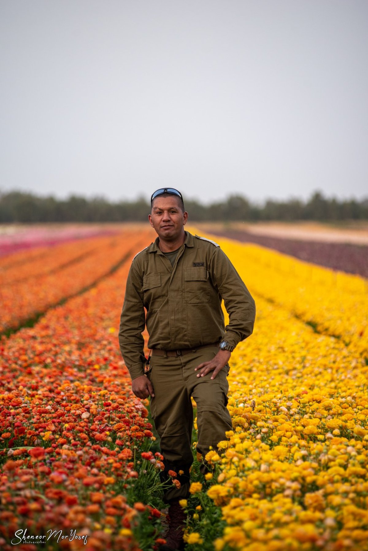 תיעוד עוצר נשימה: שדה נוריות פורח; צפו