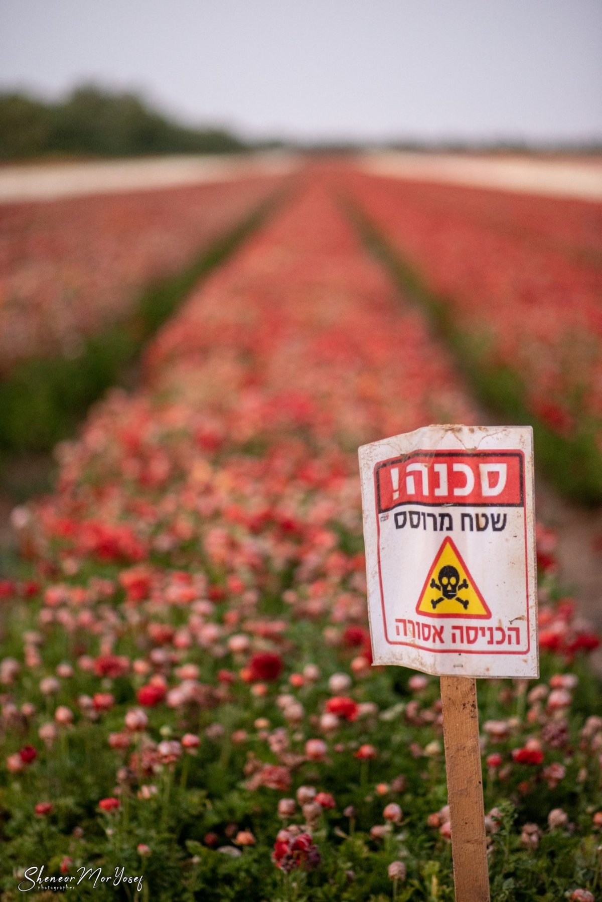 תיעוד עוצר נשימה: שדה נוריות פורח; צפו