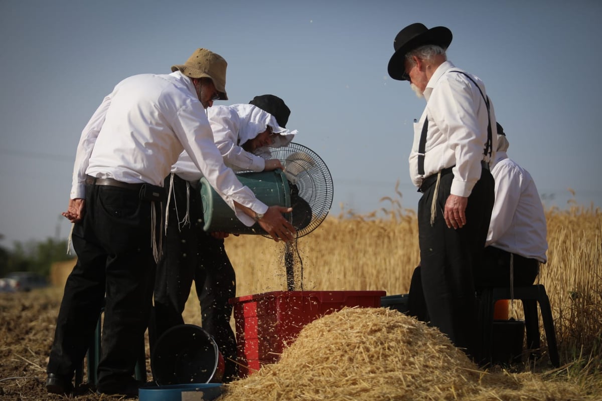 תיעוד: כך קצרו חיטים למצות לשנתיים הקרובות