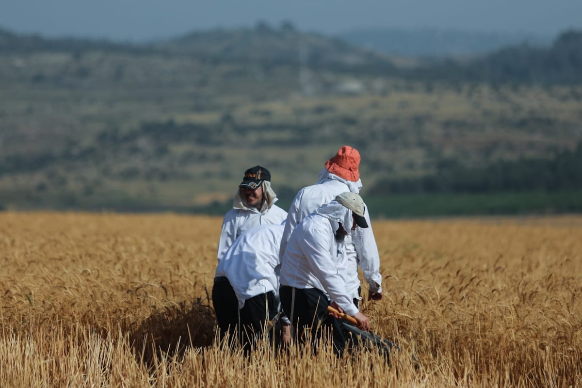 תיעוד: כך קצרו חיטים למצות לשנתיים הקרובות