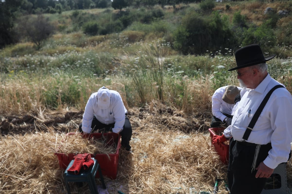 תיעוד: כך קצרו חיטים למצות לשנתיים הקרובות