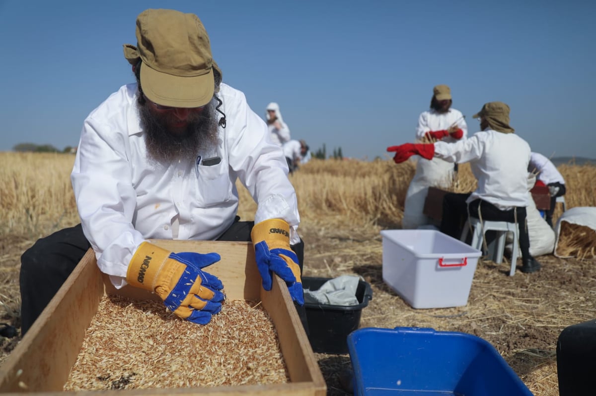 תיעוד: כך קצרו חיטים למצות לשנתיים הקרובות