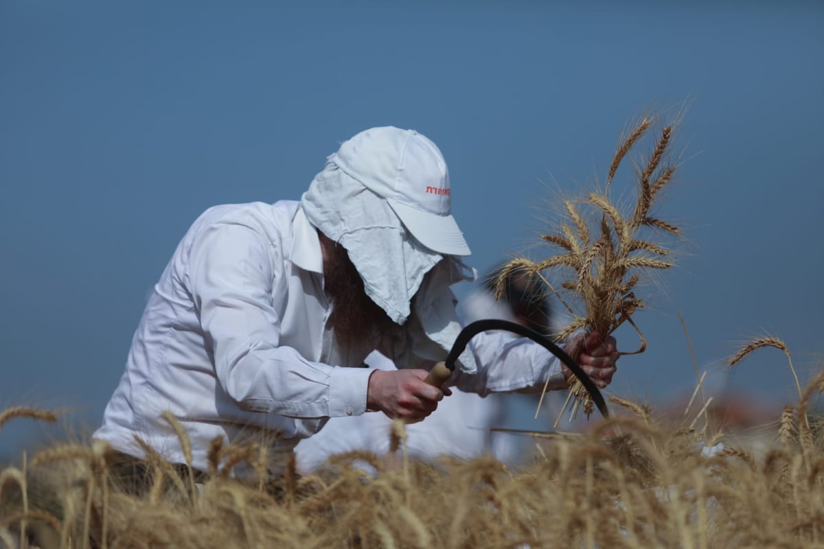 תיעוד: כך קצרו חיטים למצות לשנתיים הקרובות