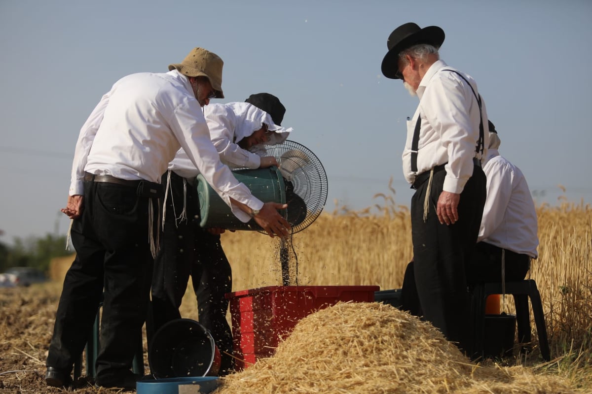 תיעוד: כך קצרו חיטים למצות לשנתיים הקרובות