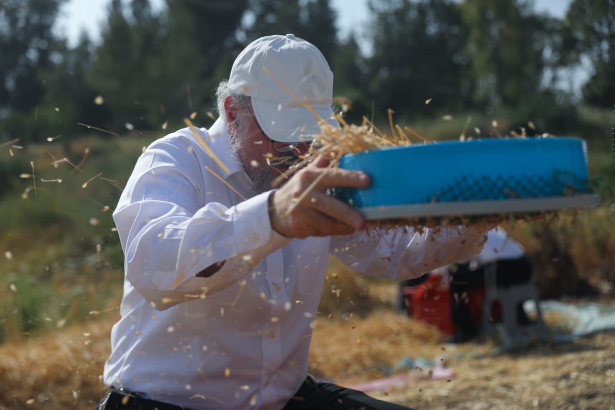 תיעוד: כך קצרו חיטים למצות לשנתיים הקרובות