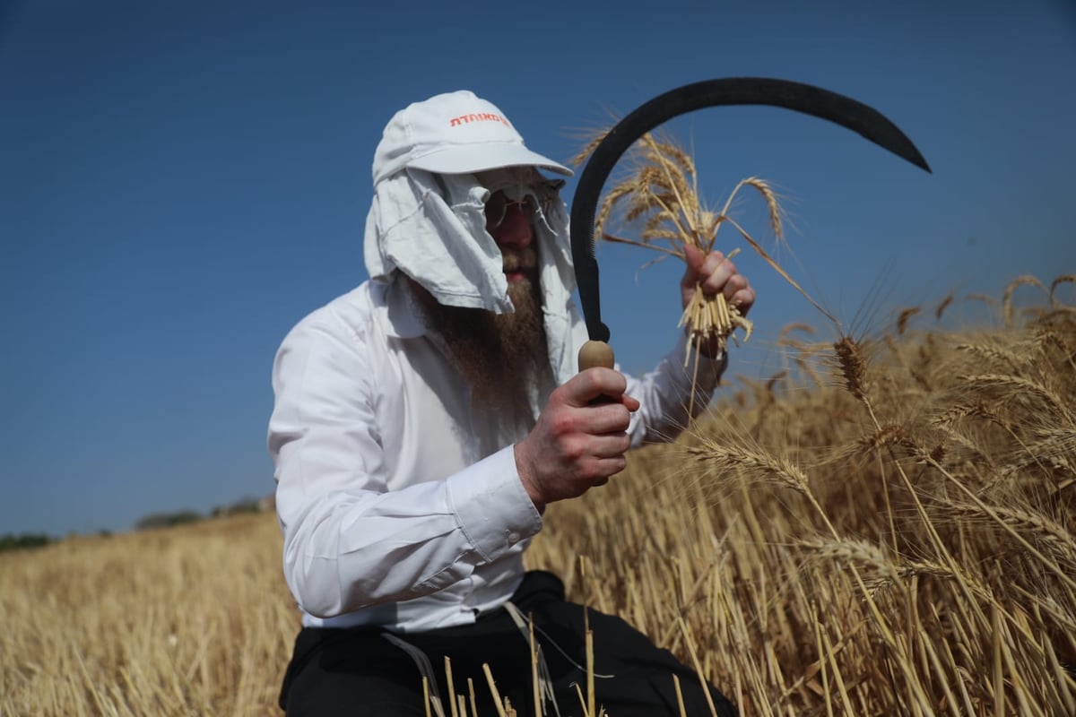 תיעוד: כך קצרו חיטים למצות לשנתיים הקרובות