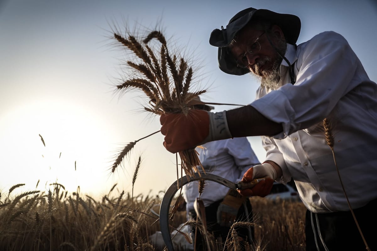 תיעוד: כך קצרו חיטים למצות לשנתיים הקרובות