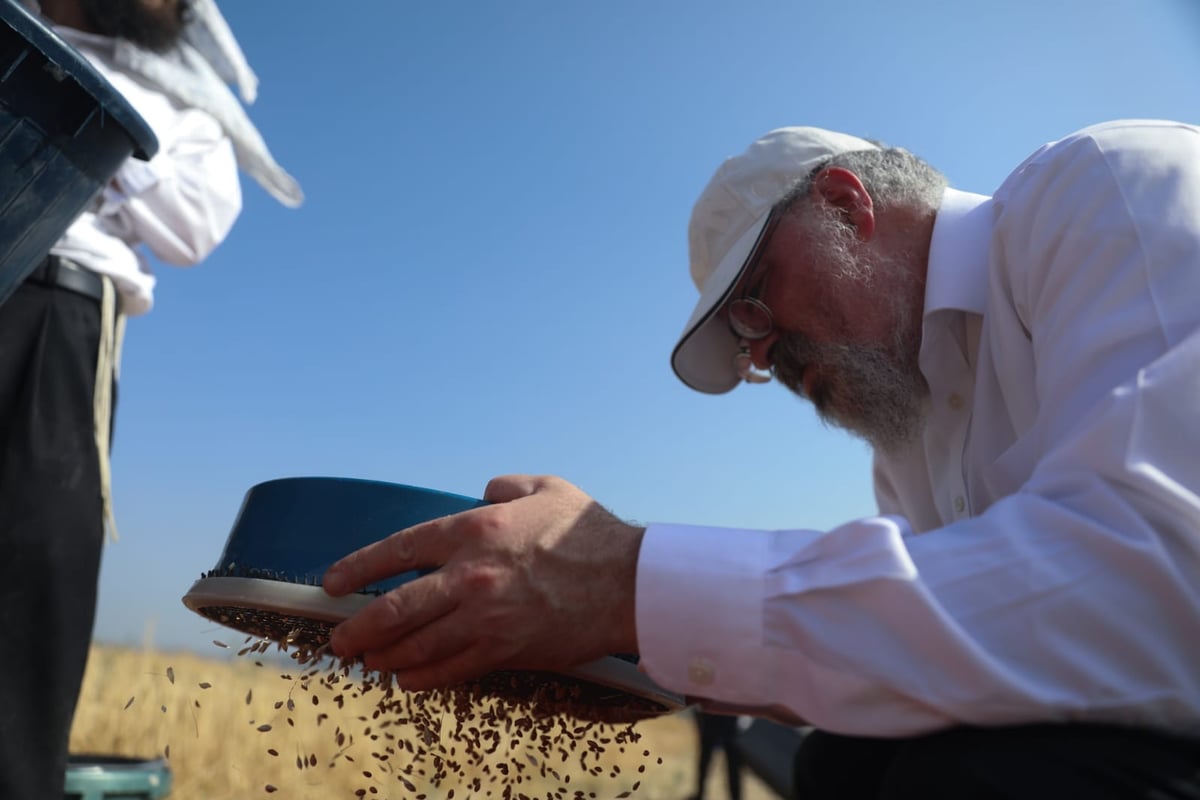 תיעוד: כך קצרו חיטים למצות לשנתיים הקרובות