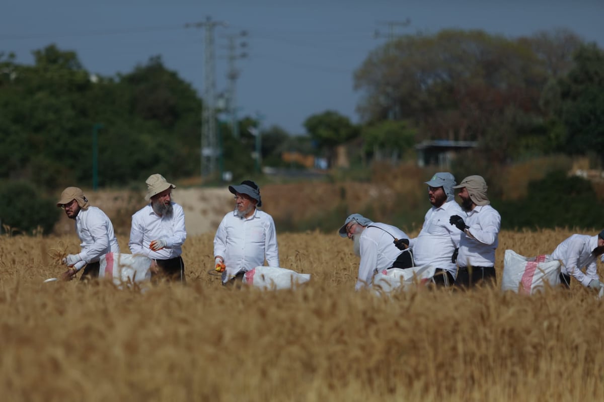 תיעוד: כך קצרו חיטים למצות לשנתיים הקרובות