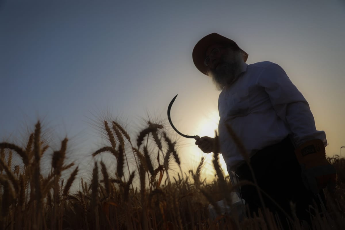 תיעוד: כך קצרו חיטים למצות לשנתיים הקרובות