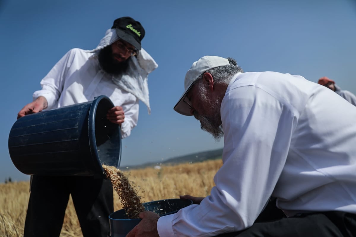 תיעוד: כך קצרו חיטים למצות לשנתיים הקרובות