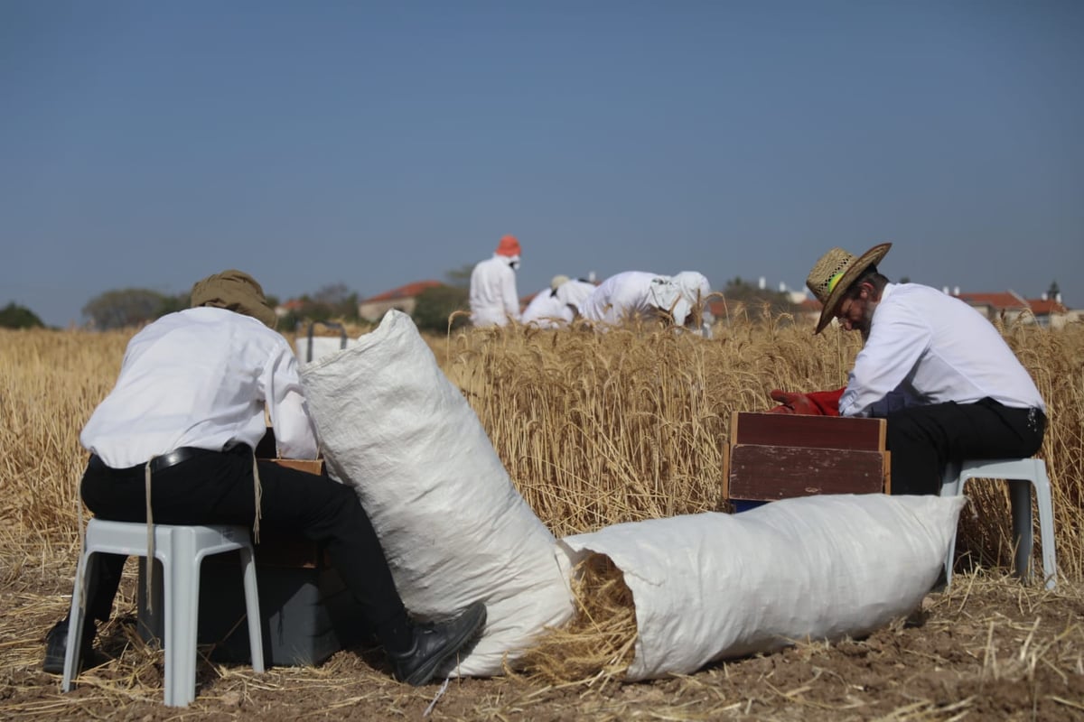 תיעוד: כך קצרו חיטים למצות לשנתיים הקרובות