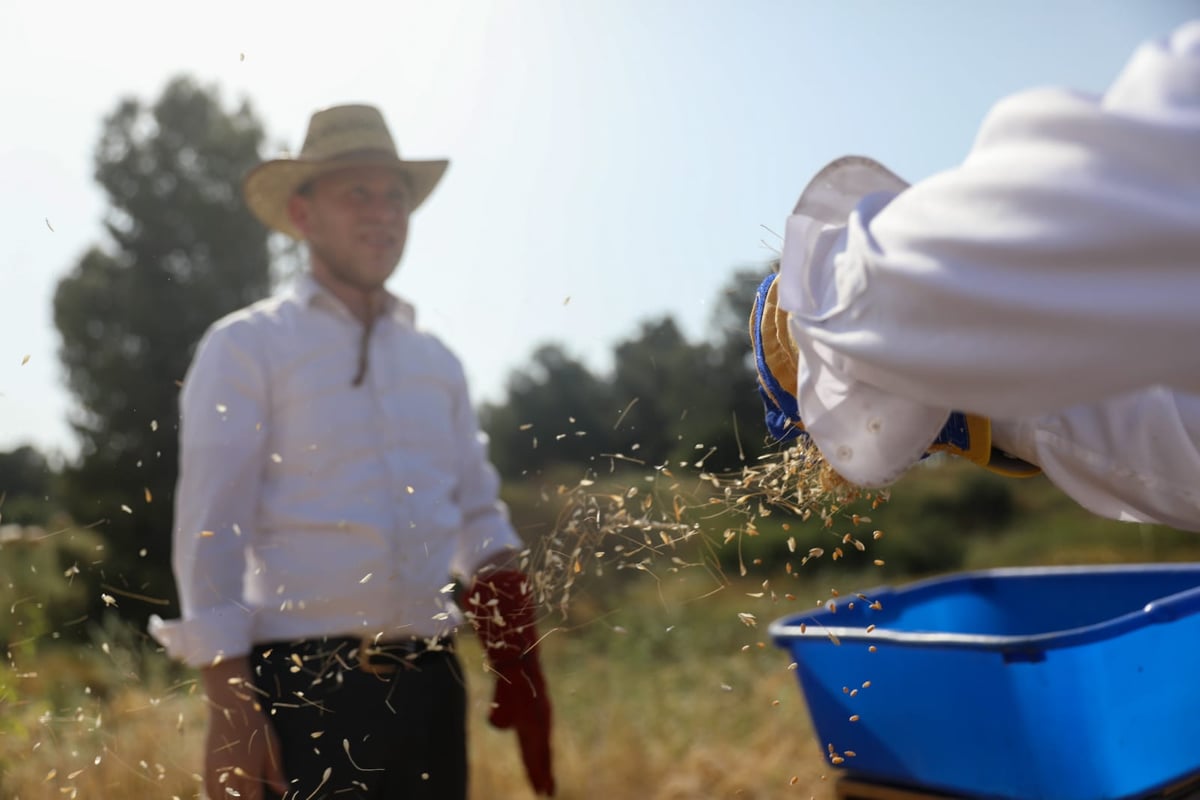 תיעוד: כך קצרו חיטים למצות לשנתיים הקרובות