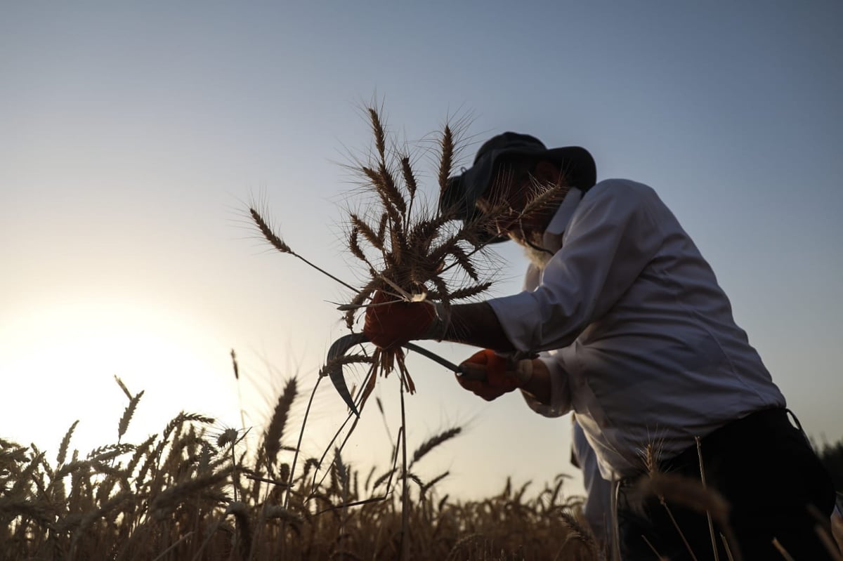 תיעוד: כך קצרו חיטים למצות לשנתיים הקרובות