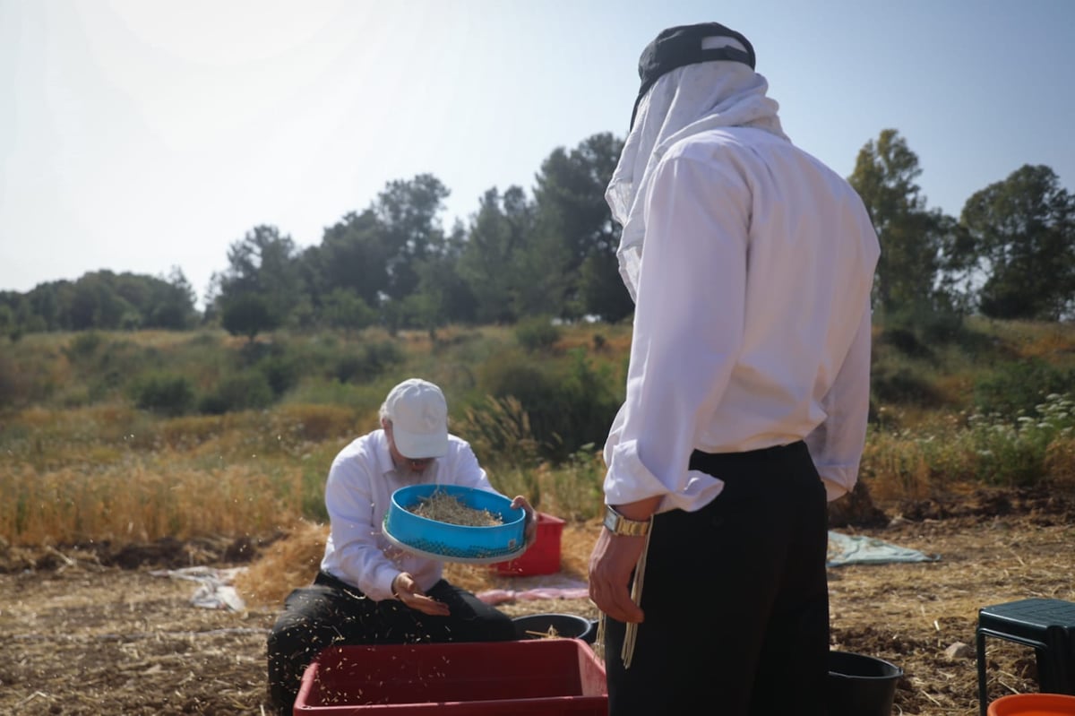 תיעוד: כך קצרו חיטים למצות לשנתיים הקרובות