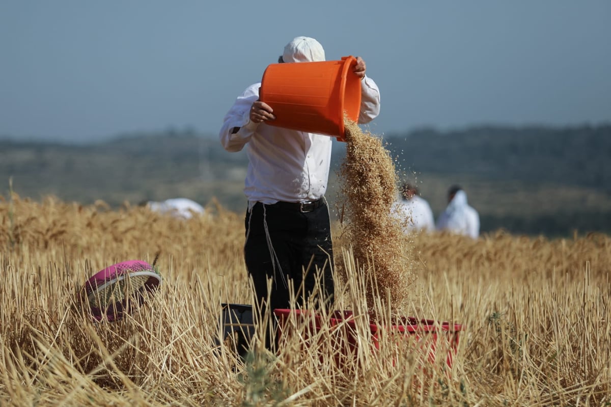 תיעוד: כך קצרו חיטים למצות לשנתיים הקרובות