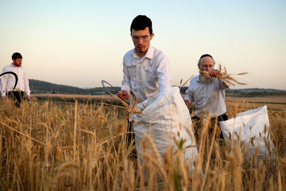 קציר חיטים אתמול עבור מצות מצווה שמורות