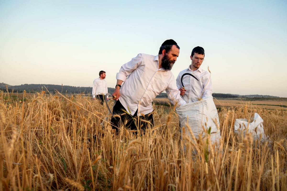 קציר חיטים למצה שמורה