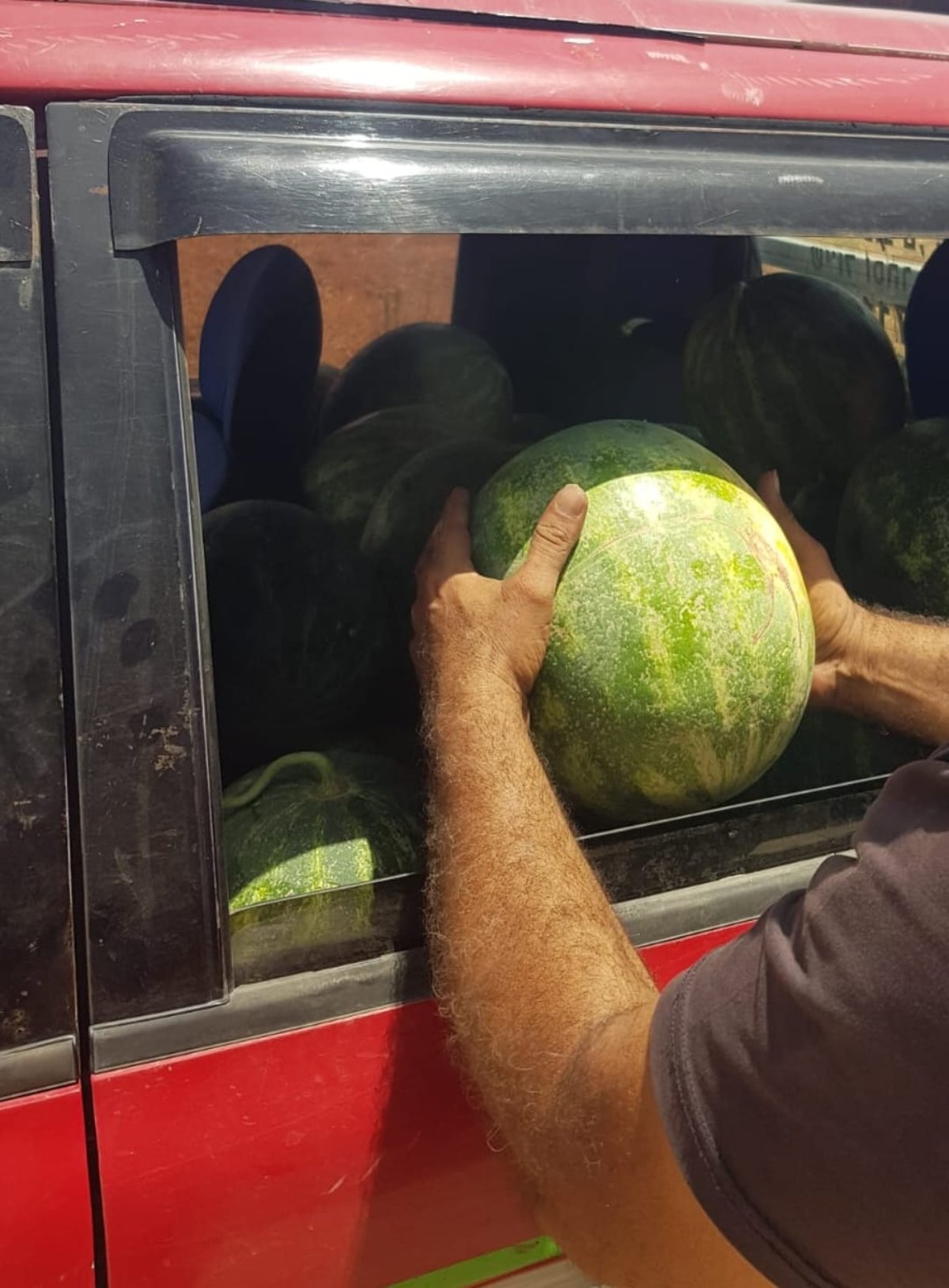 קיבל אישור לקחת 2 אבטיחים וגנב 200 ק"ג