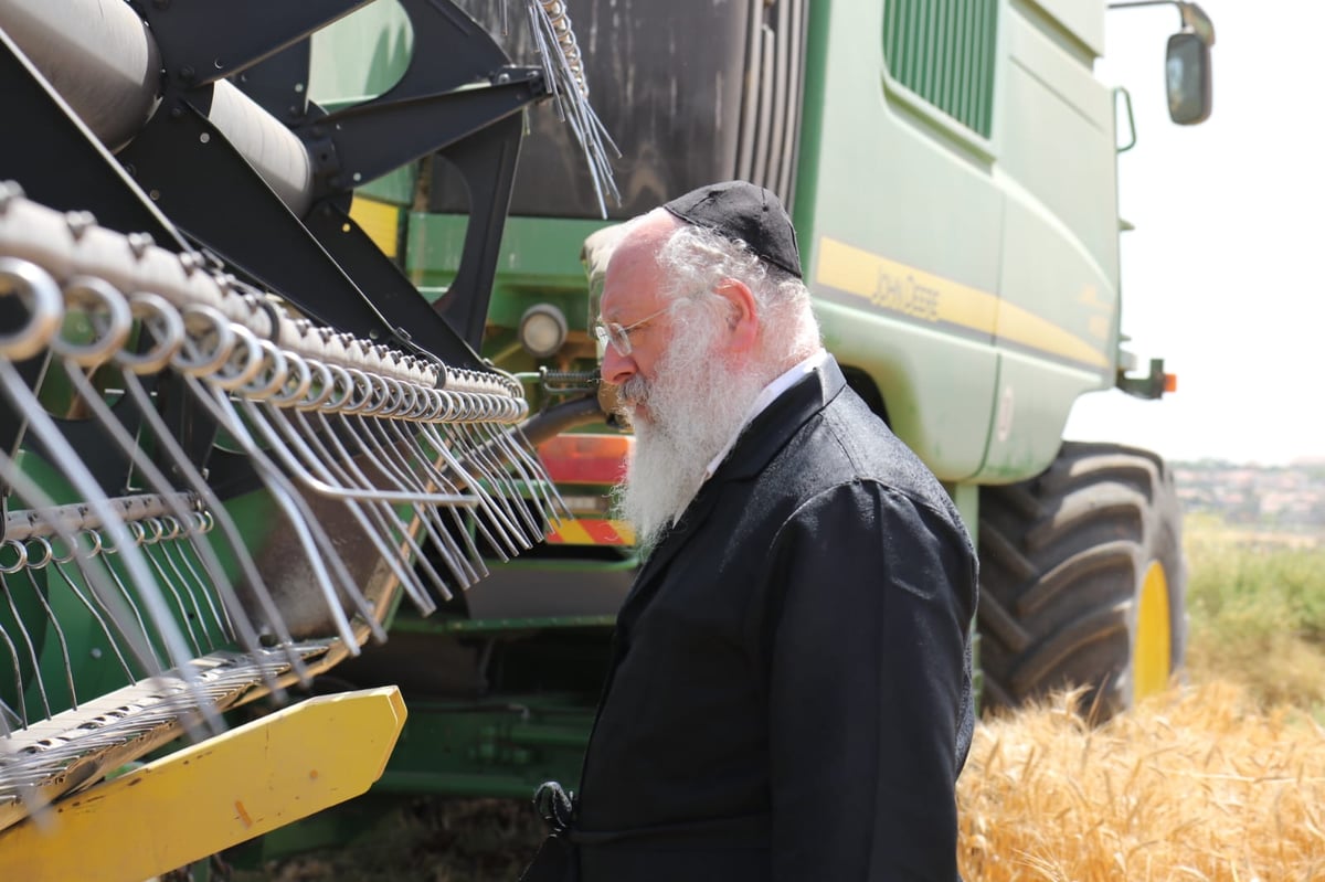 ה'חזונאישניקים' קצרו חיטים • צפו בתיעוד