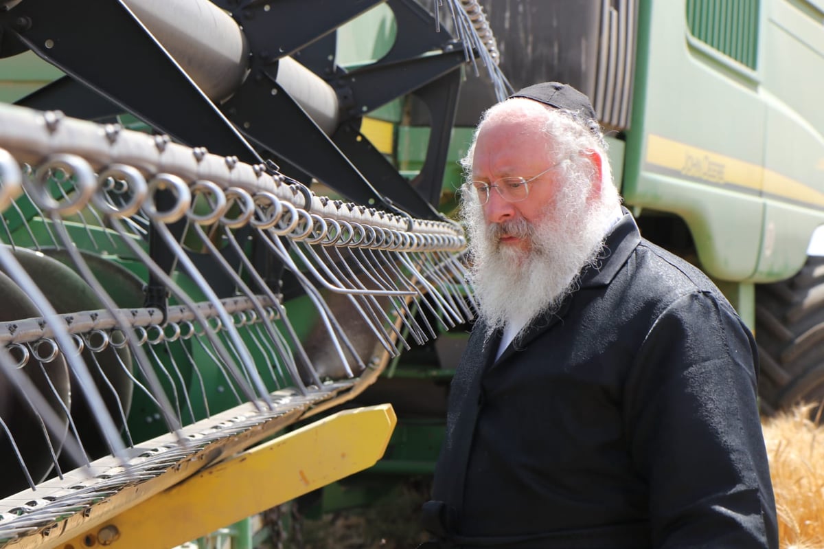 ה'חזונאישניקים' קצרו חיטים • צפו בתיעוד