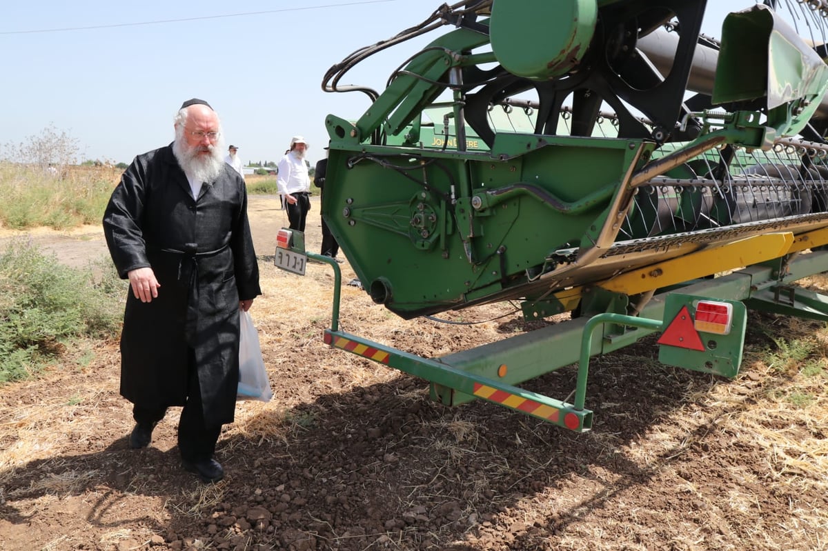 ה'חזונאישניקים' קצרו חיטים • צפו בתיעוד