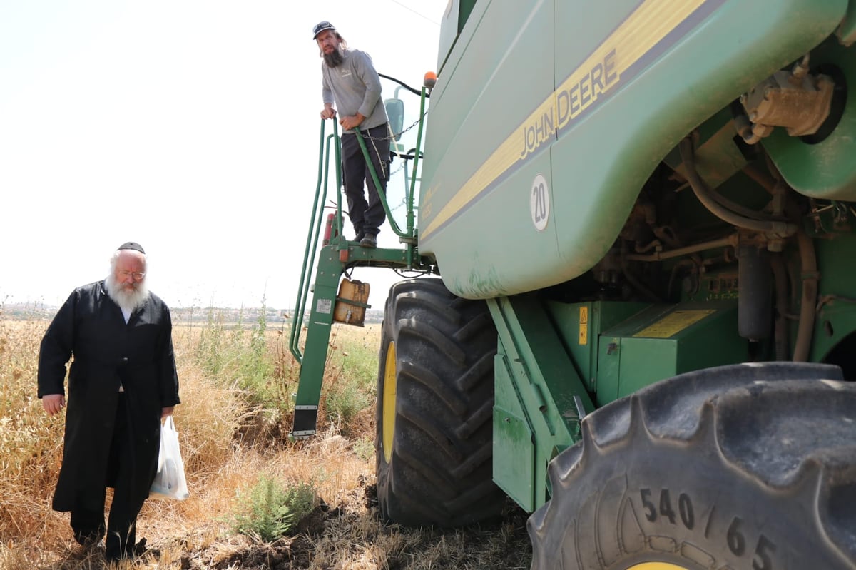 ה'חזונאישניקים' קצרו חיטים • צפו בתיעוד