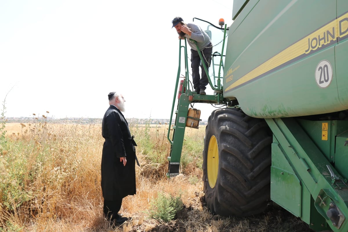 ה'חזונאישניקים' קצרו חיטים • צפו בתיעוד