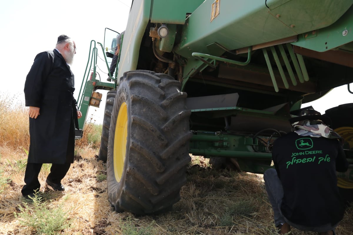 ה'חזונאישניקים' קצרו חיטים • צפו בתיעוד